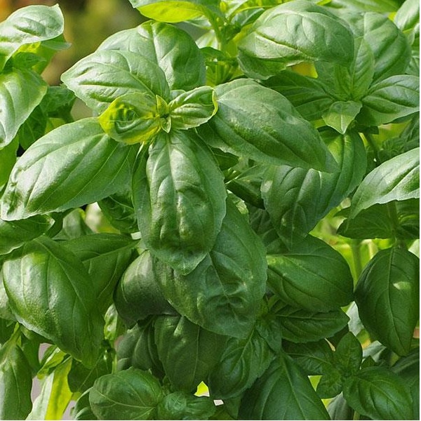 Bazalka Dolce Fresca cca 1000 semien